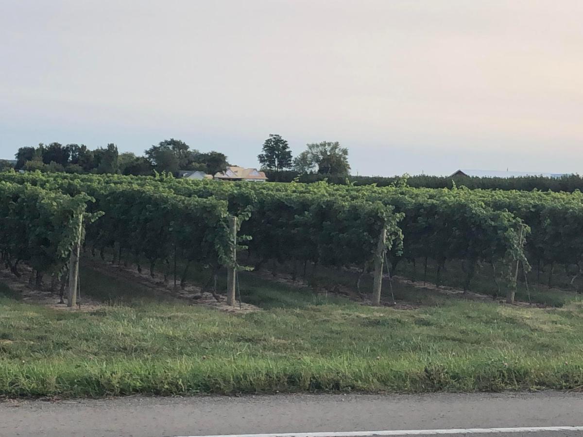 Villa In The Vines Niagara-on-the-Lake ภายนอก รูปภาพ